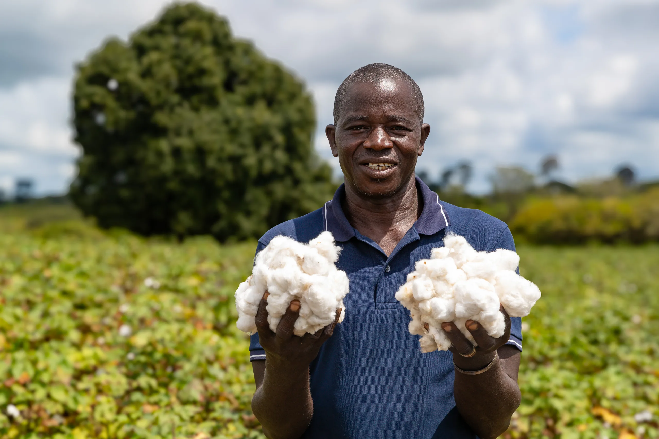 A farmer holding two handfuls of harvested cotton