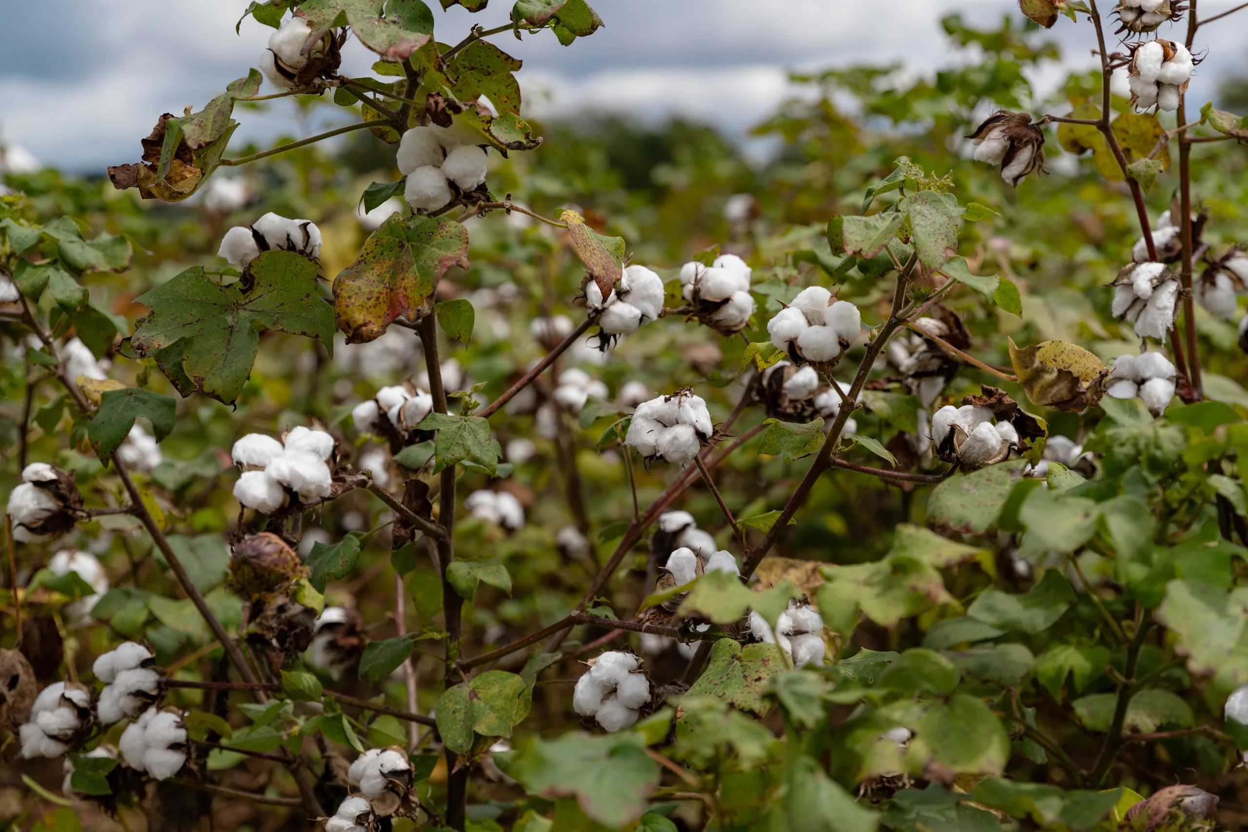 Cotton plants with open bolls in the field