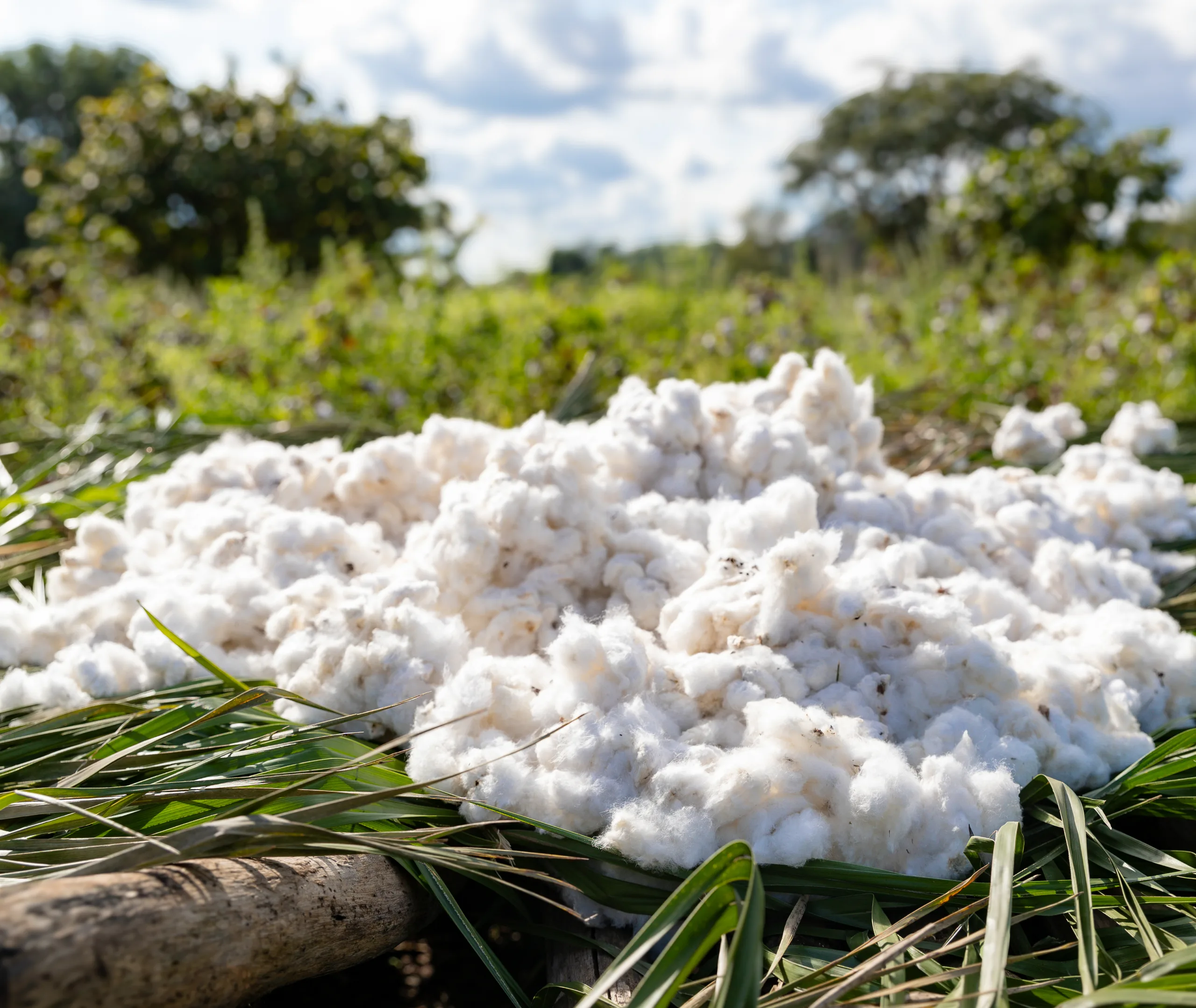 A heap of harvested cotton resting on green leaves