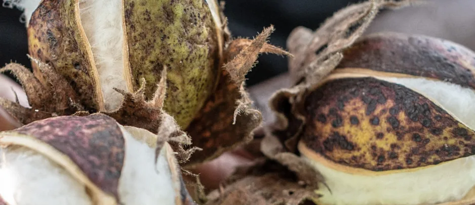 Hands opening a cotton boll
