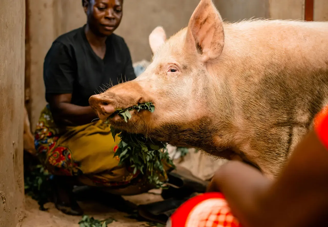A woman feeding a pig