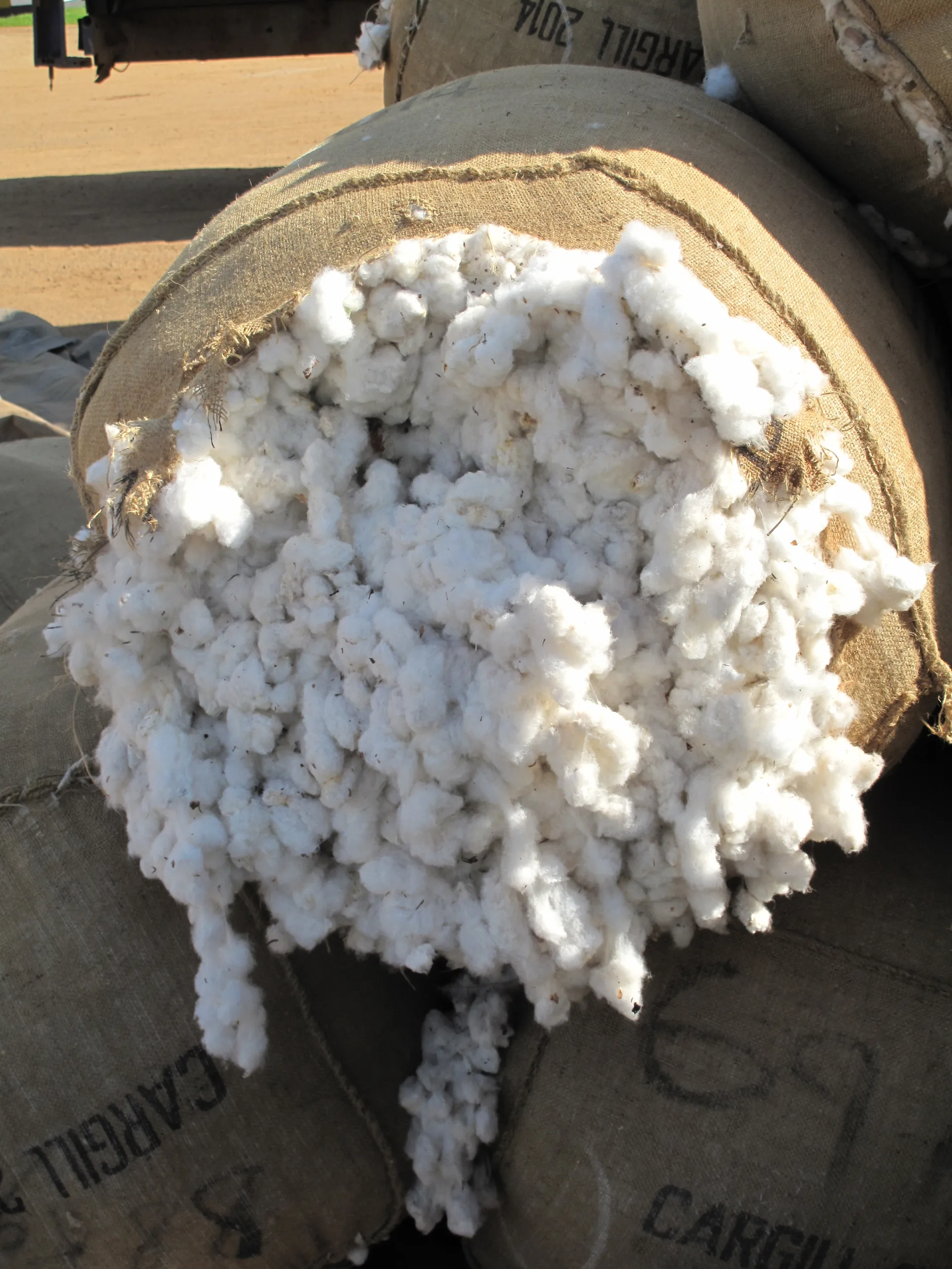 Harvested cotton collected in a basket