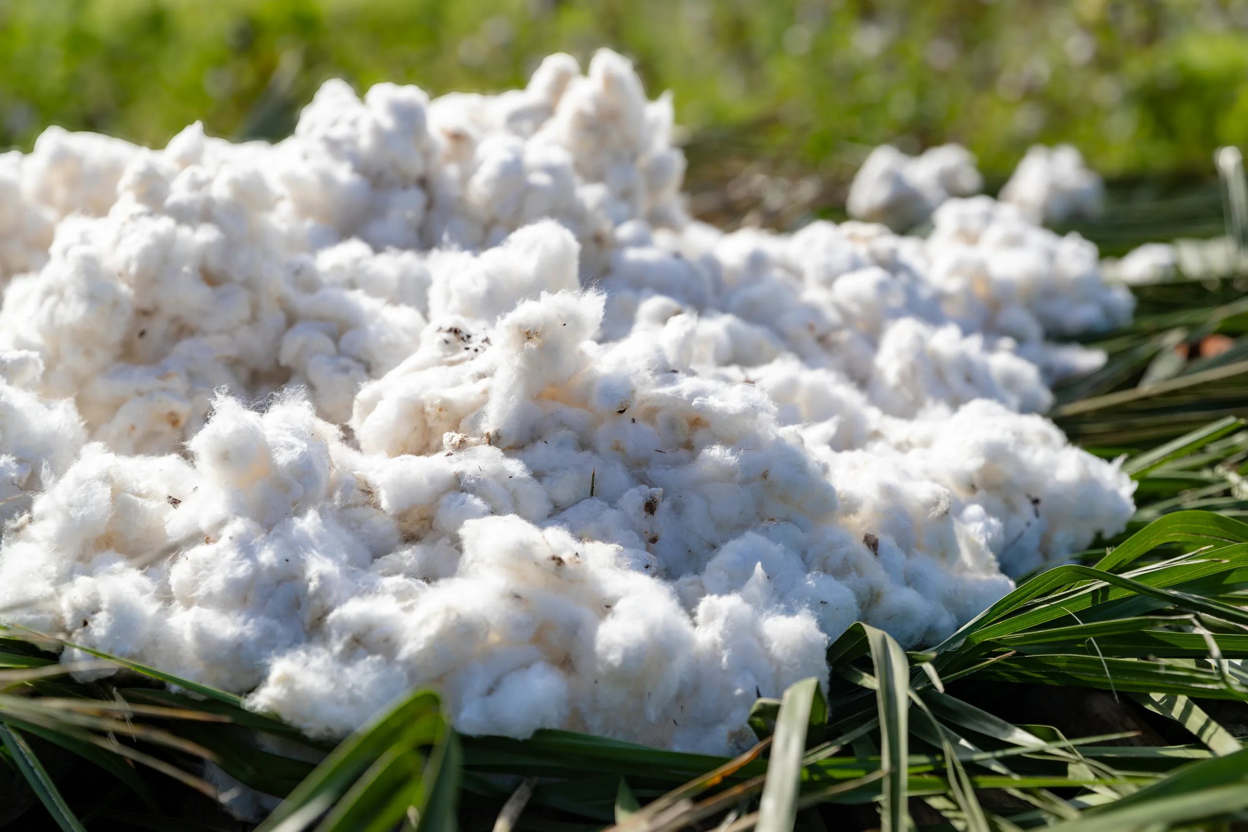A heap of harvested cotton on green leaves