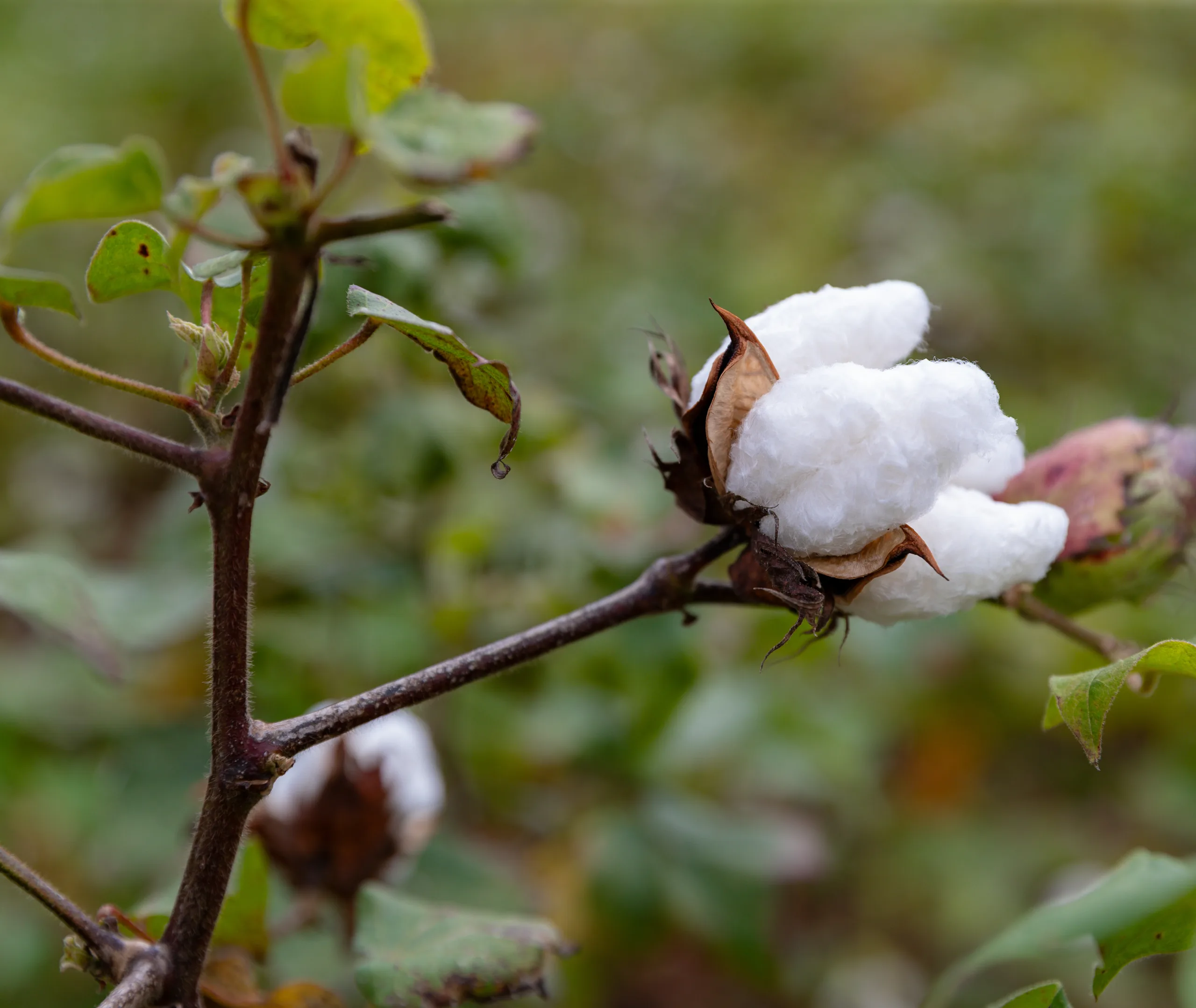 An open cotton boll on the branch
