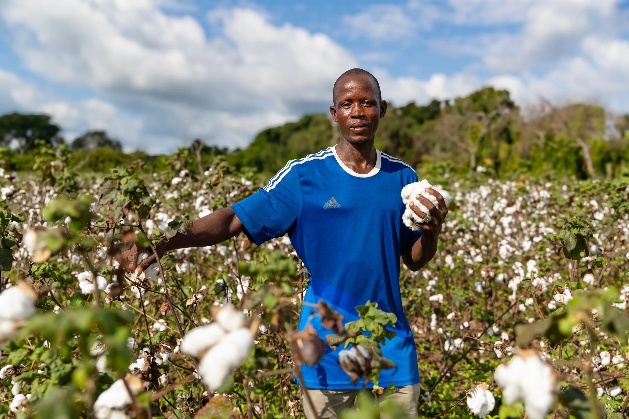 A farmer in a blue shirt holding a cotton boll in the field