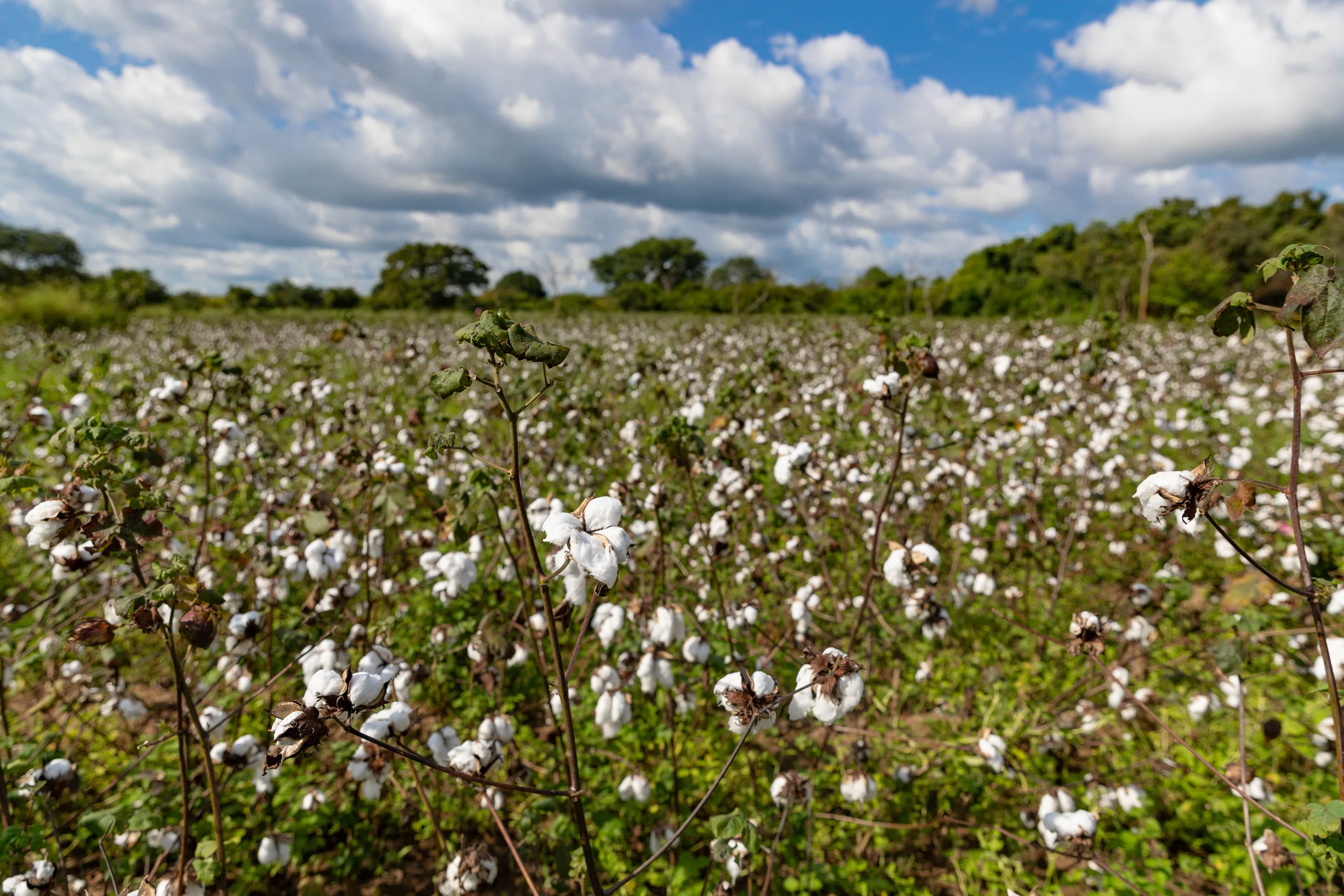 A cotton field under a sky of heavy clouds