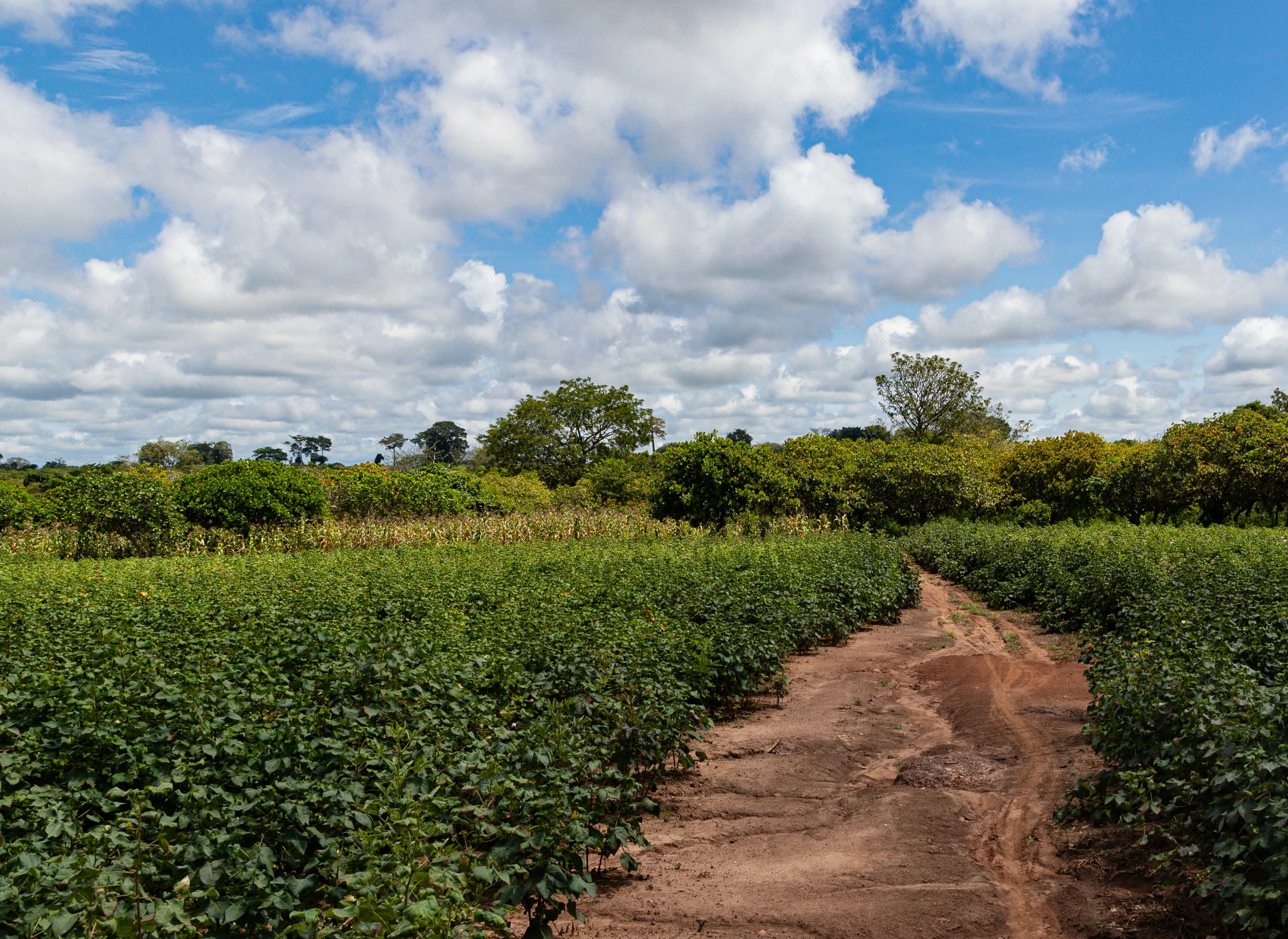 A path running through a cotton field