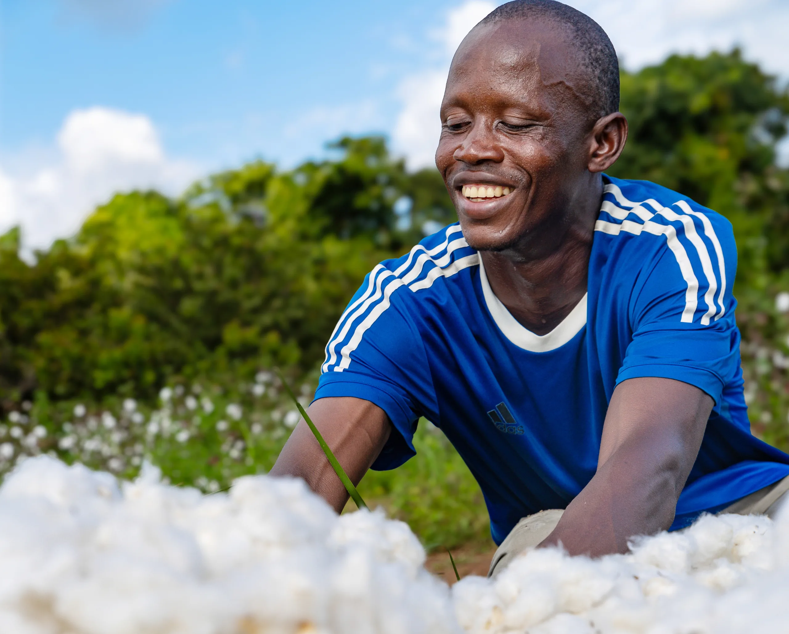 A man harvesting cotton by hand