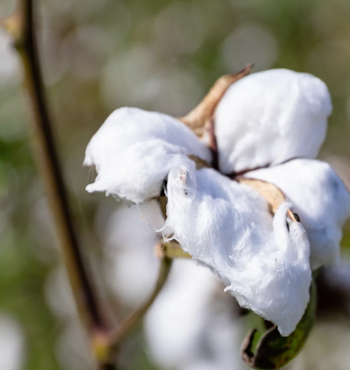 An open cotton boll on the branch