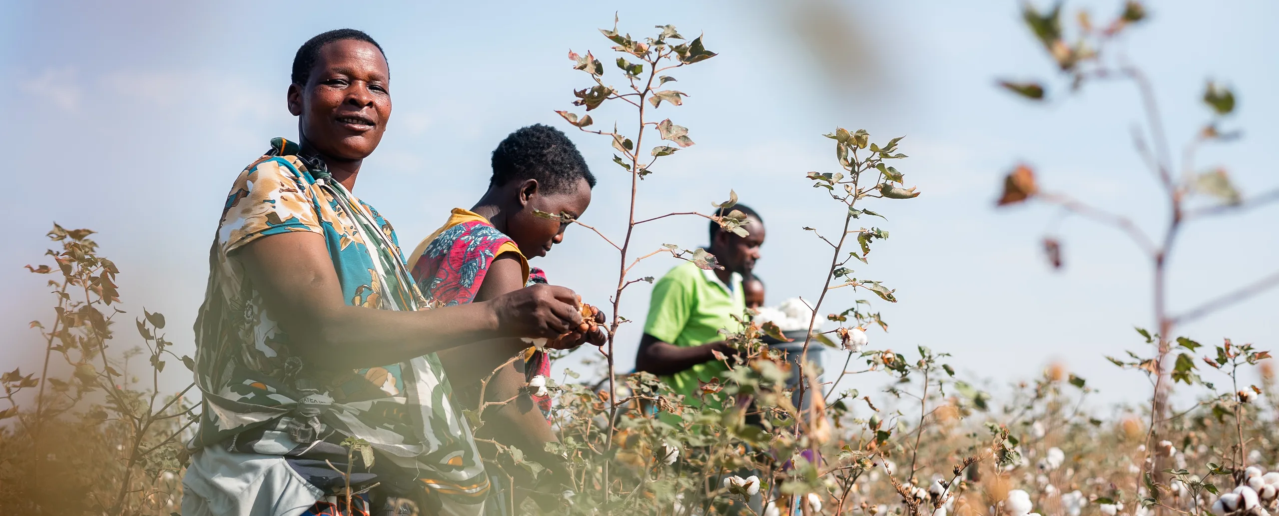 Farmers harvesting in a cotton field
