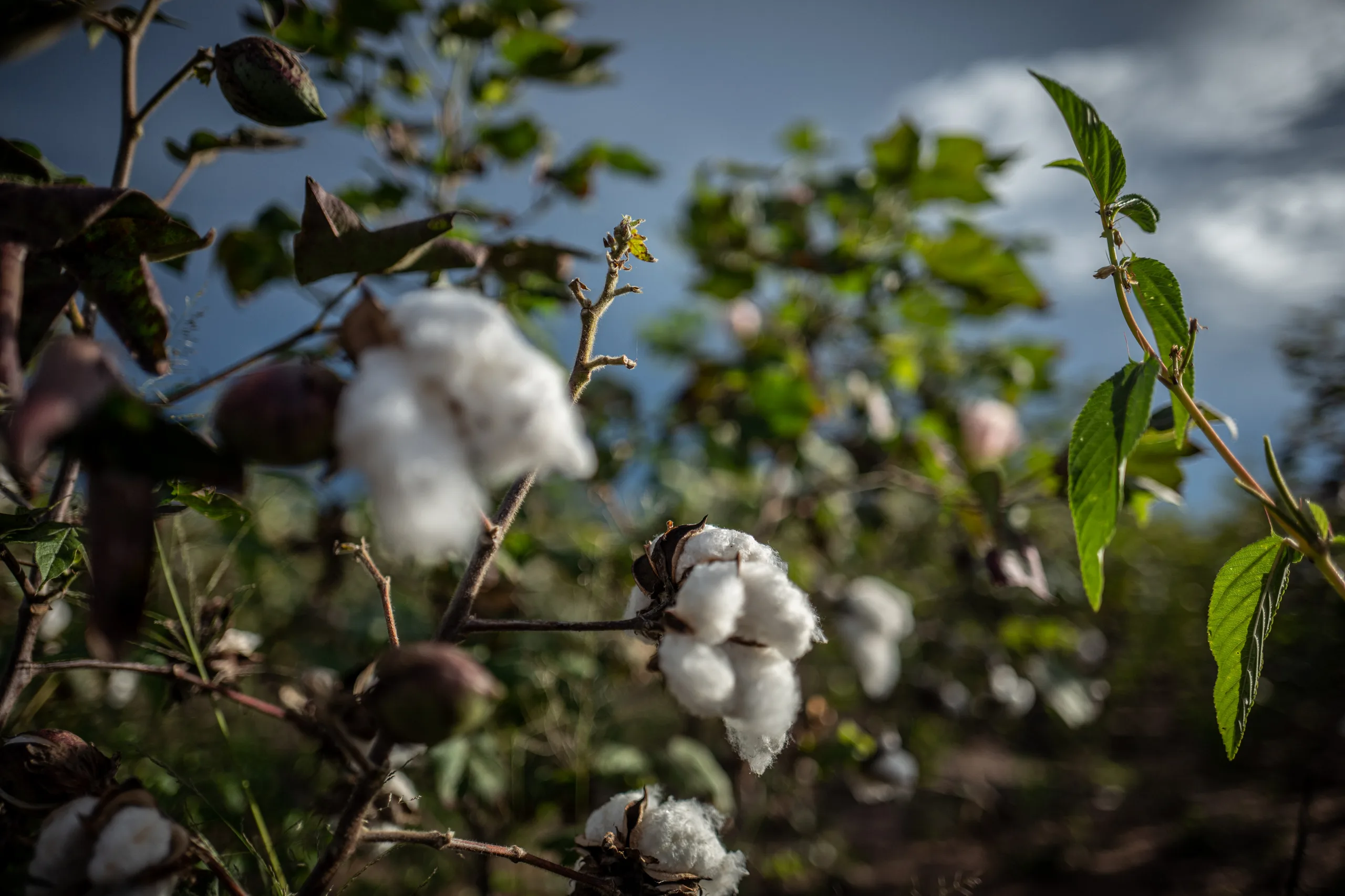 Cotton plants against a bright sky
