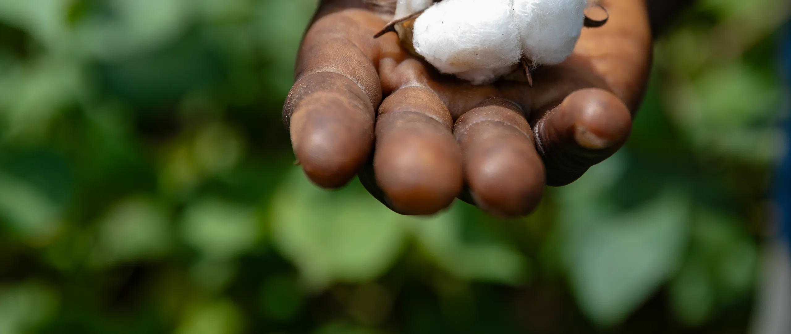 A hand holding a cotton boll