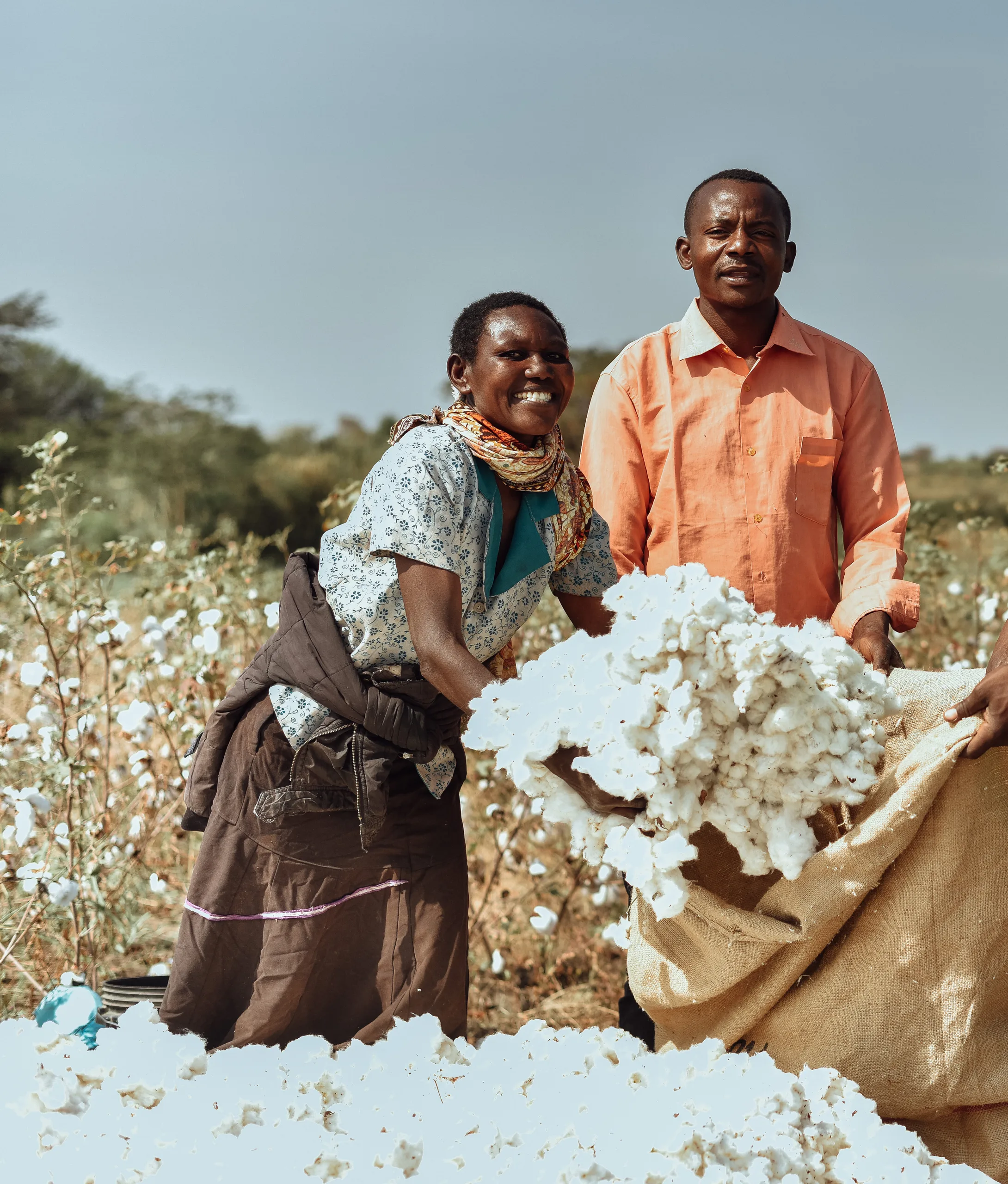 Farmers filling a sack with harvested cotton