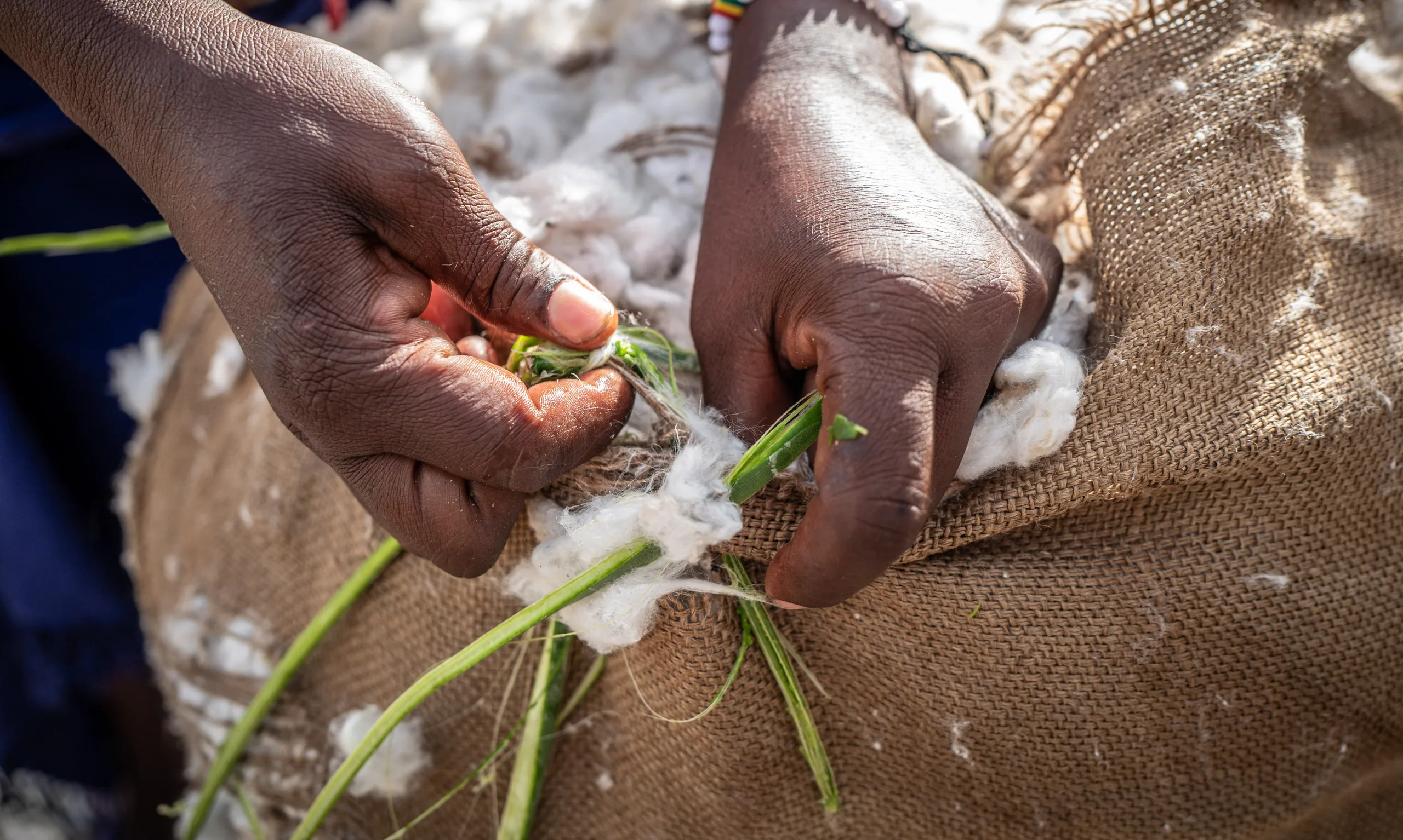 Hands sorting raw cotton on a jute sack