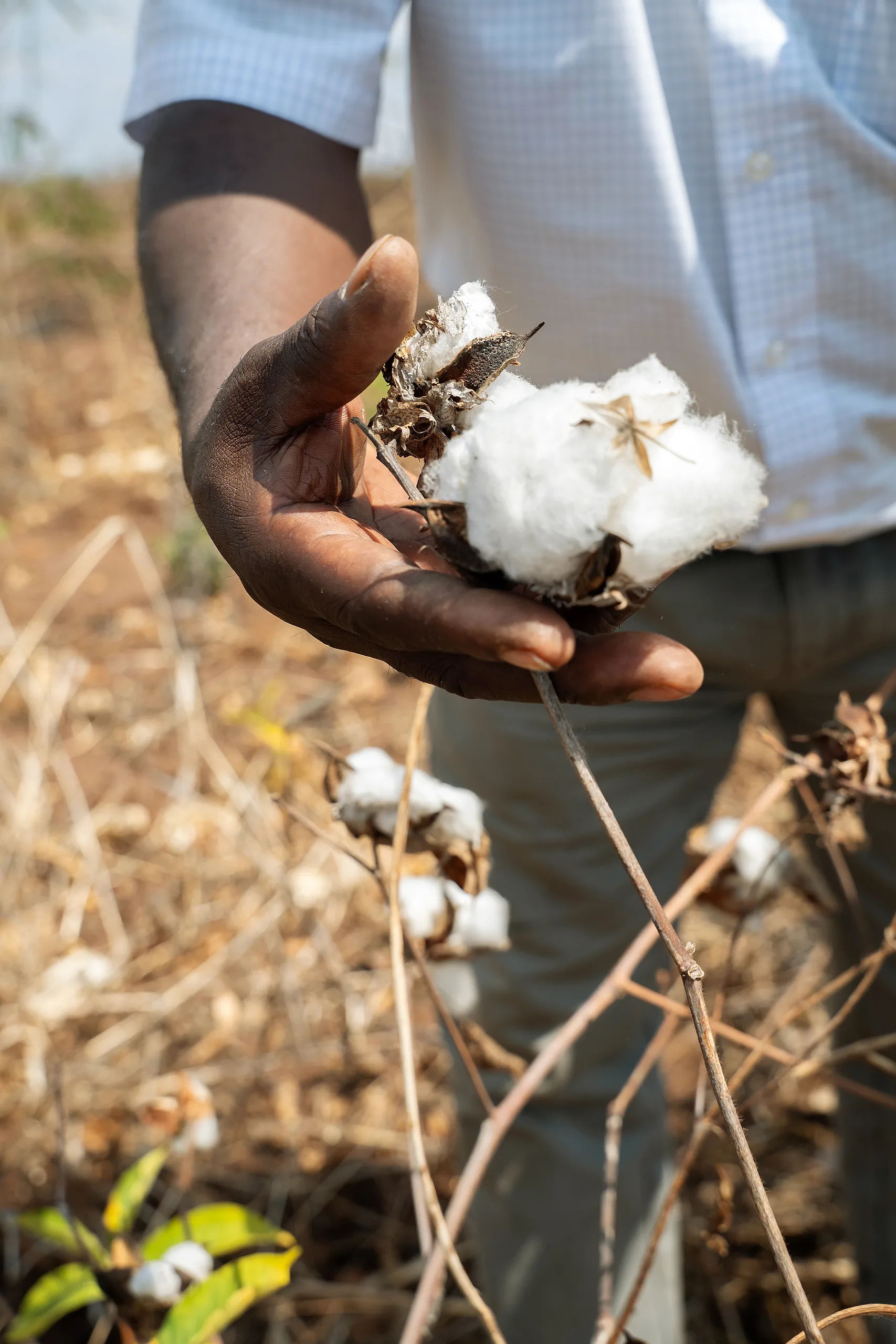 A hand holding cotton bolls in a dry field