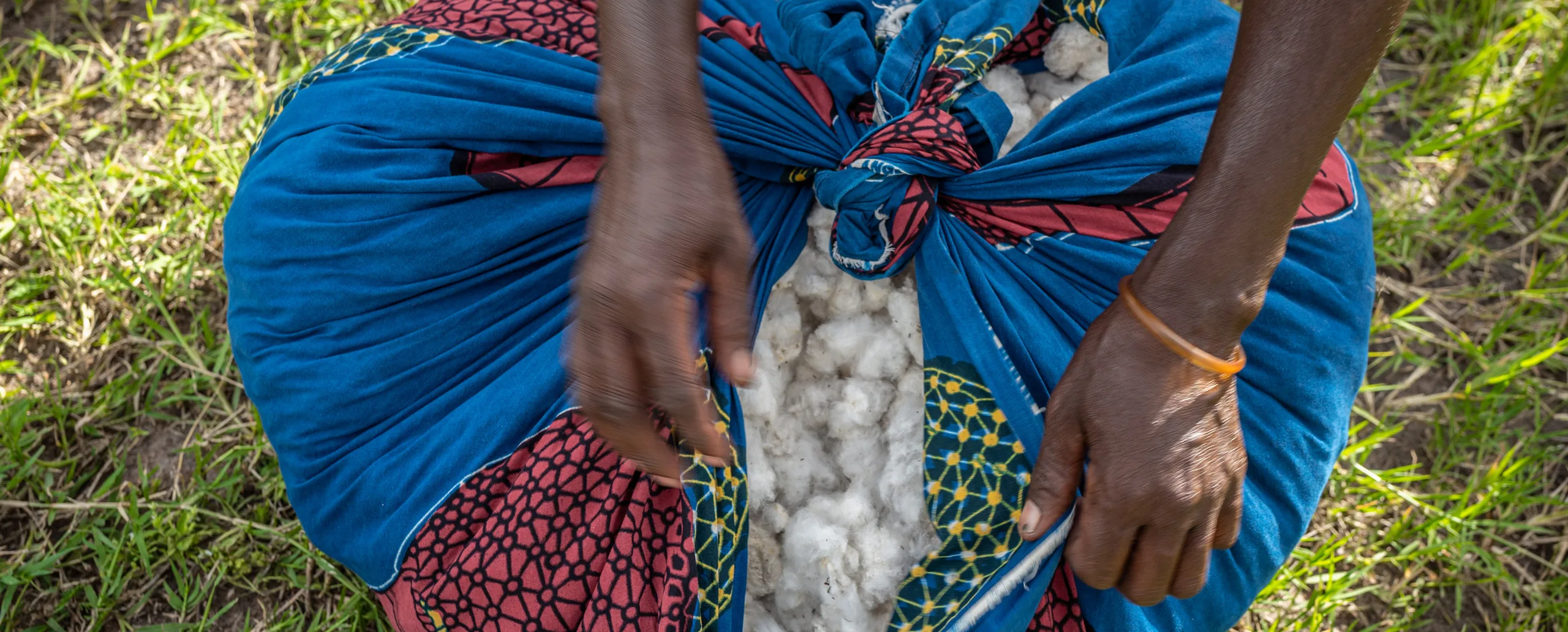 Hands holding cotton gathered in a blue cloth