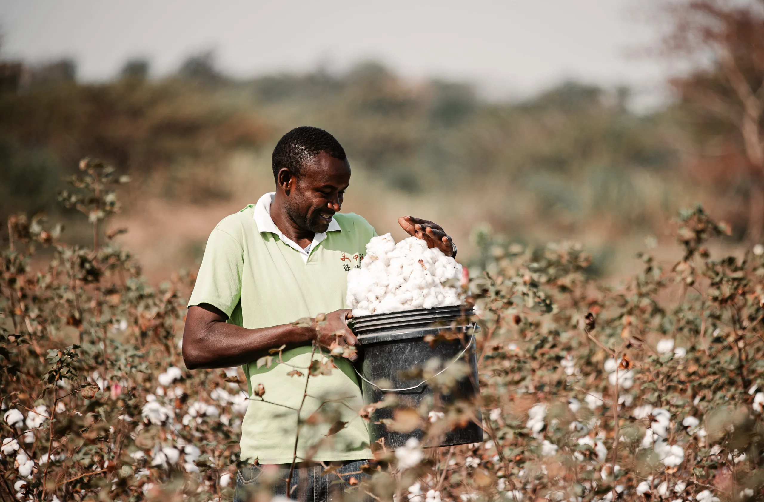 A farmer weighing harvested cotton on a scale