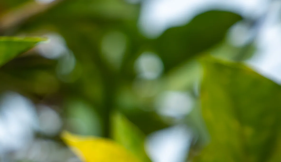 A lemon ripening on the branch